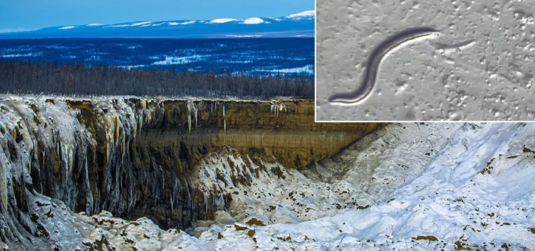 46,000-Year-Old Nematode Revives from Siberian Permafrost web_1080p
