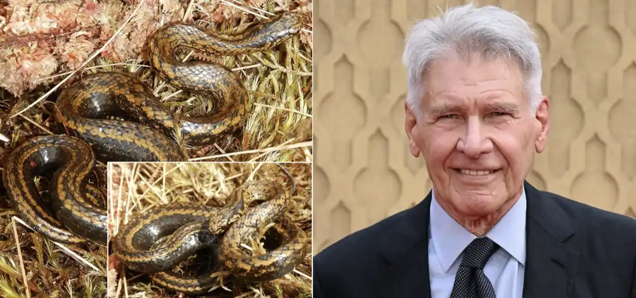 New Peruvian Snake Named in Honor of Hollywood Legend Harrison Ford_1280p