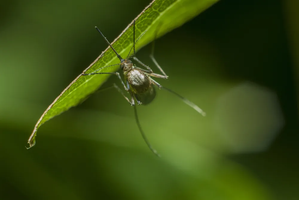 mosquito-resting-green-grass