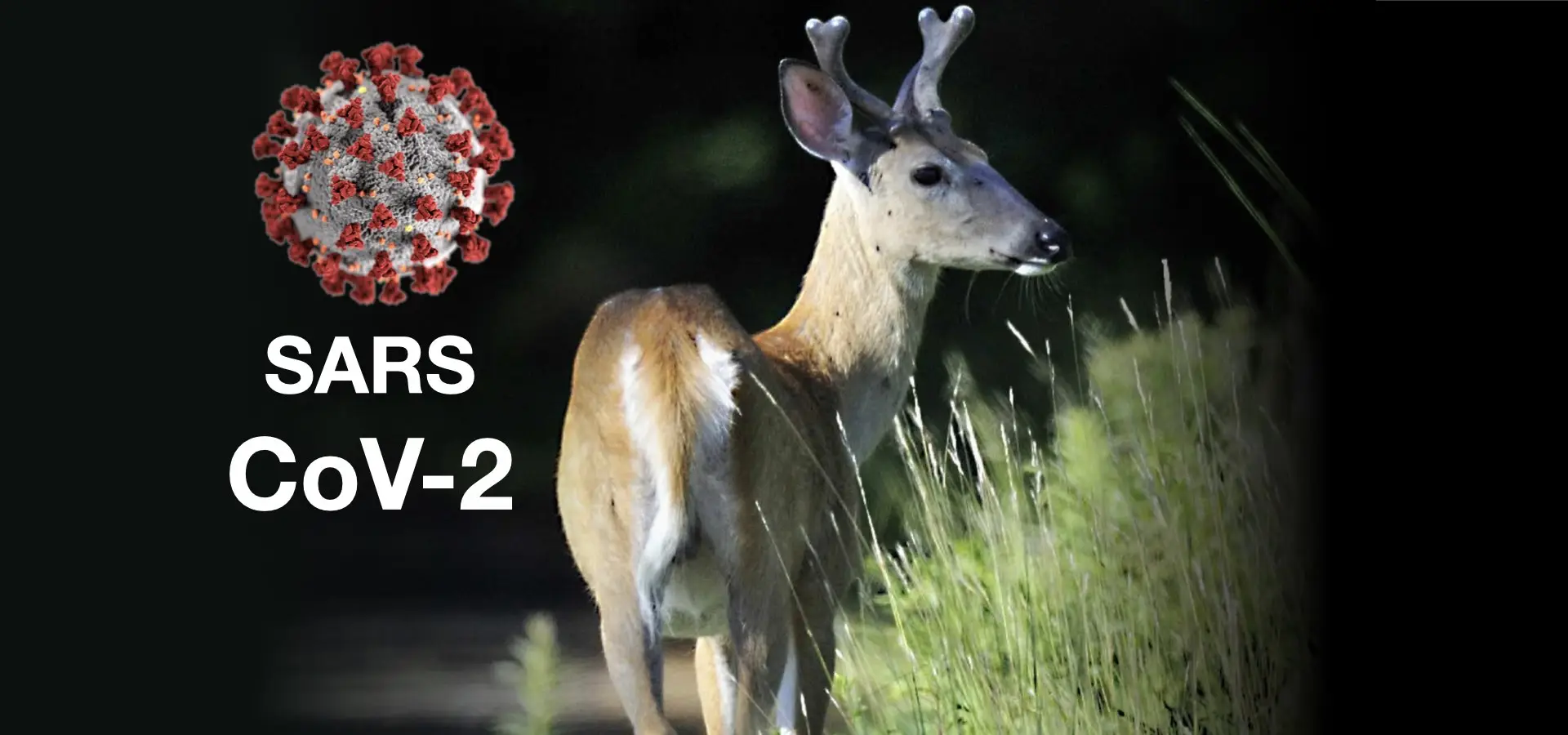‎Bidirectional-Transmission-of-Mutated-SARS-CoV-2-Between-Humans-and-White-Tailed-Deer-Raises-Concerns.‎001