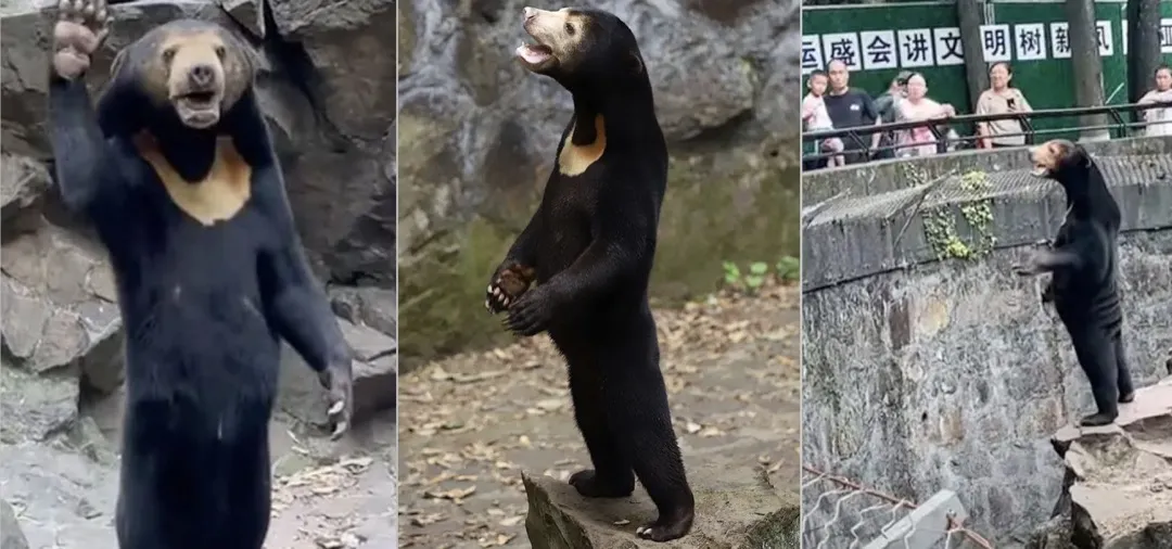 ‎Chinese Zoo Draws Massive Crowds Amid Controversy Over Human in Sun Bear Costume_1080p