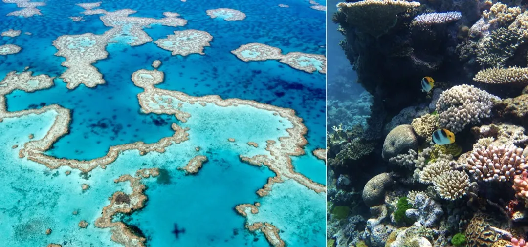 ‎Great Barrier Reef Escapes Danger Listing by UNESCO, But Serious Threat Remains_1080p